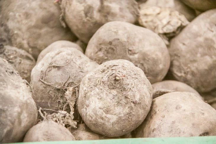 Свекла: какие 9 изменений произойдет с организмом, если начать регулярно есть Свекла: какие 9 изменений произойдет с организмом, если начать регулярно есть