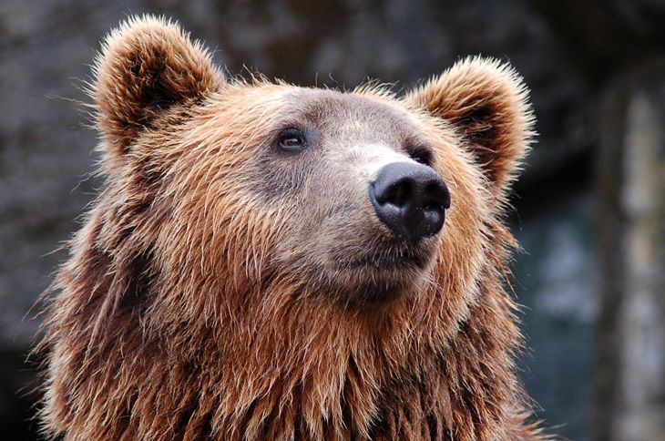 Американец необычным способом прогнал медведя, забравшегося в его дом Американец необычным способом прогнал медведя, забравшегося в его дом