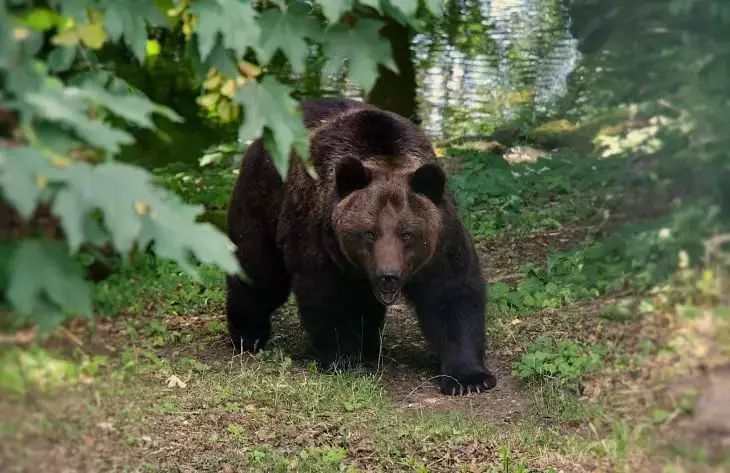 Напавший на двоих россиян медведь растерзал 35 собак в местном приюте Напавший на двоих россиян медведь растерзал 35 собак в местном приюте