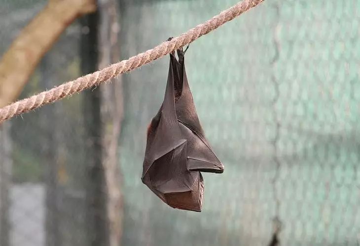Зараженная бешенством летучая мышь покусала ребенка в спальне Зараженная бешенством летучая мышь покусала ребенка в спальне