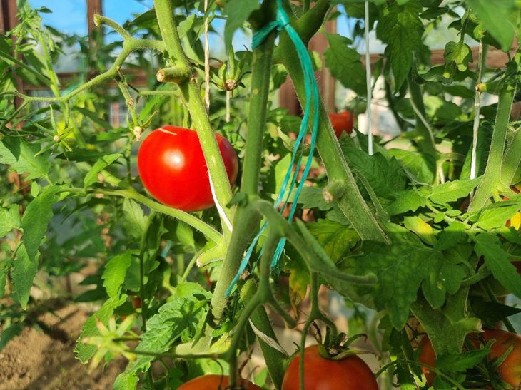 Сердце скажет спасибо: 7 летних продуктов, которые спасут ваши сосуды Сердце скажет спасибо: 7 летних продуктов, которые спасут ваши сосуды